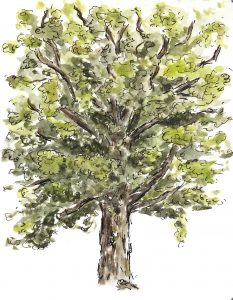 Aquarell Malerei eines Baums